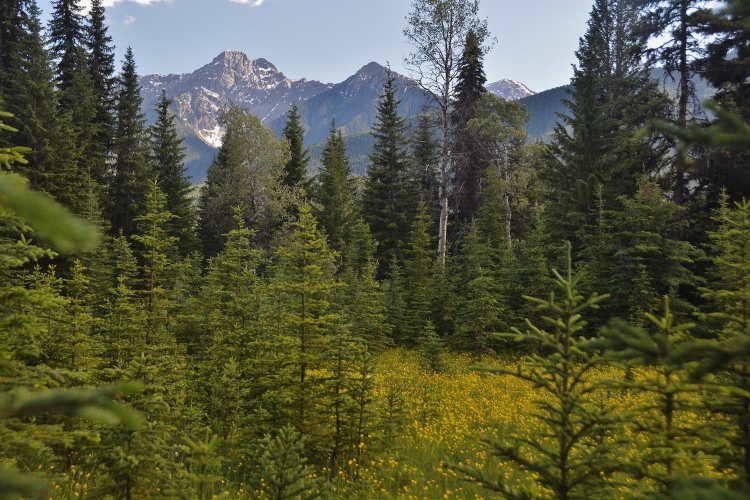 meadow of yellow wildflowers